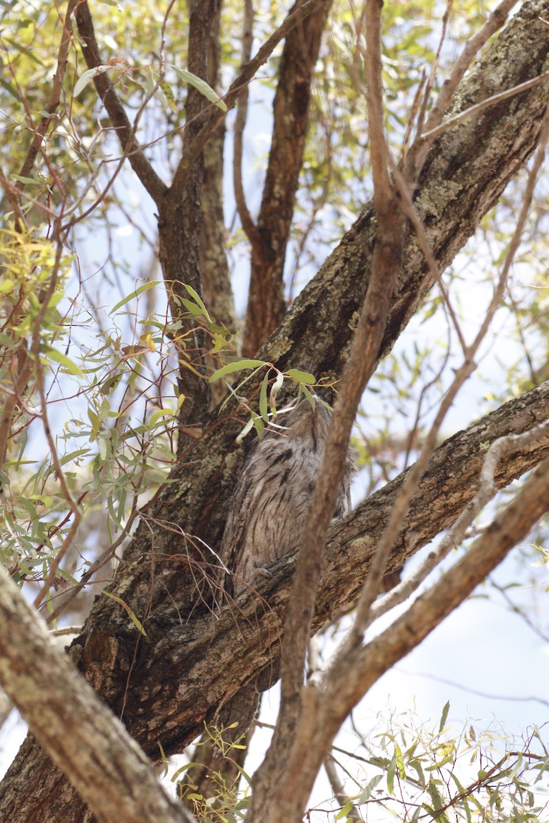 Исполинский лягушкорот - ML646131745