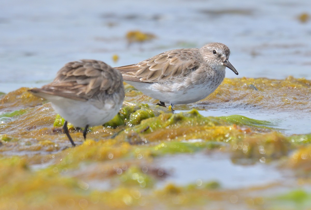 Бонапартов песочник - ML646131747