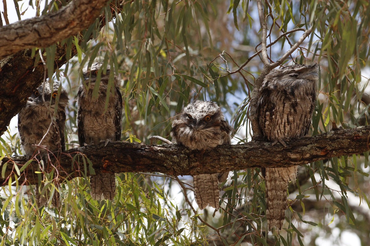 Исполинский лягушкорот - ML646131749