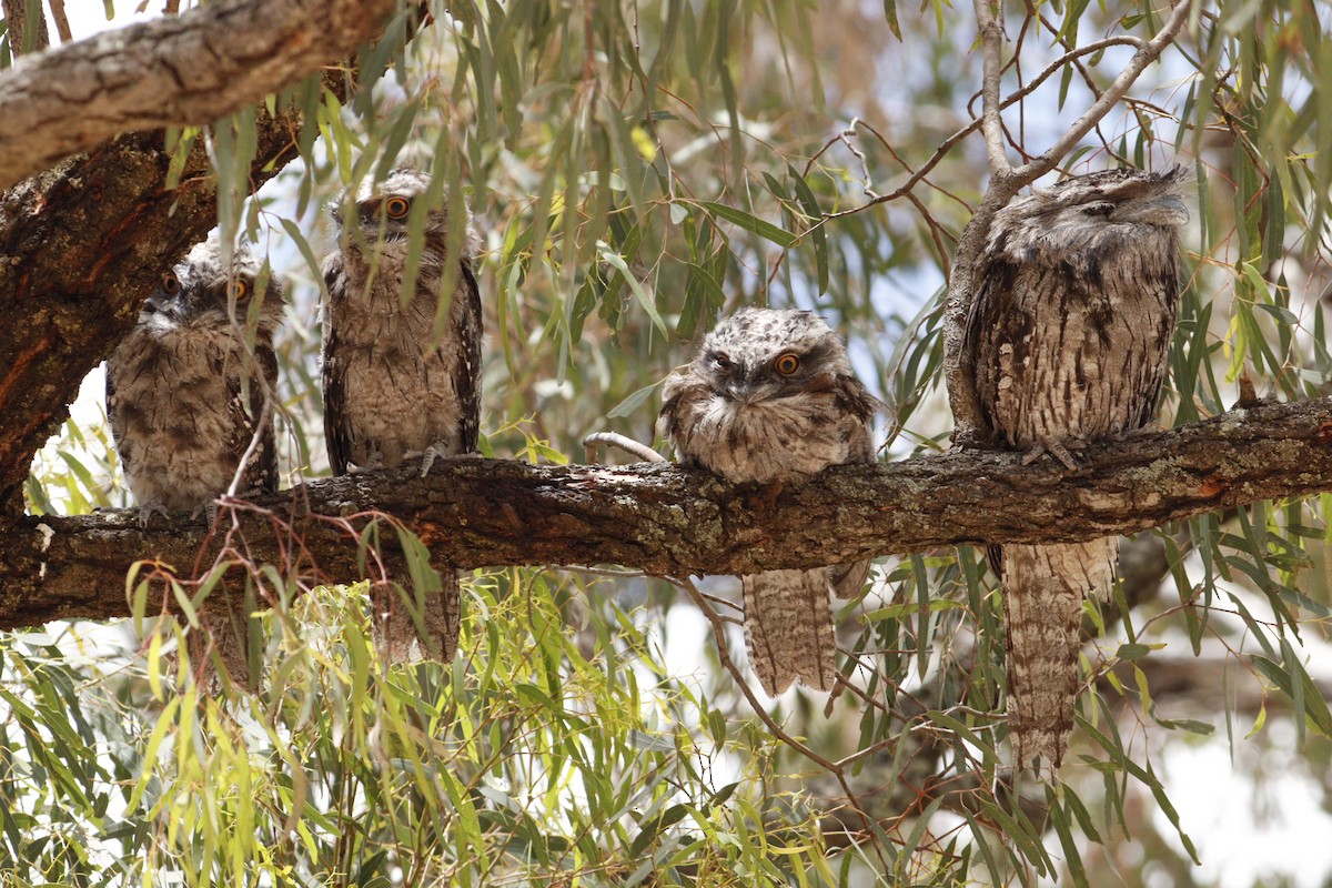 Исполинский лягушкорот - ML646131750