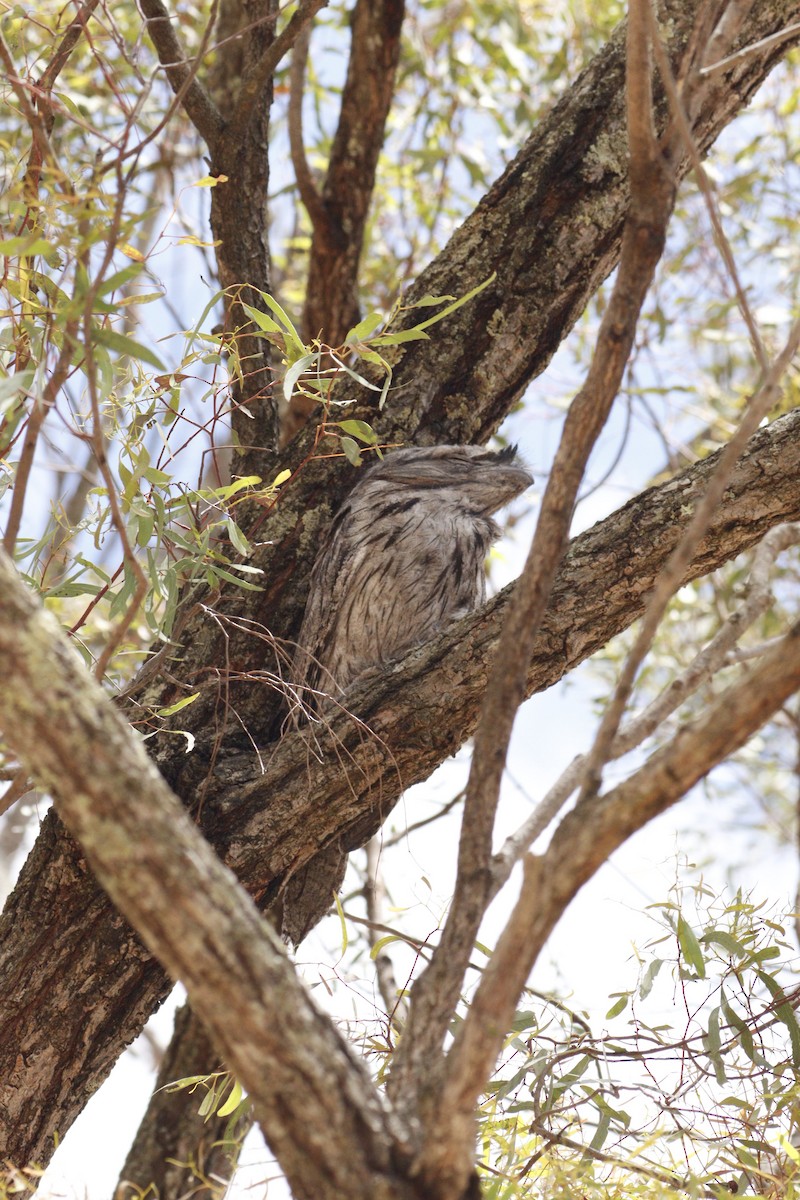 Исполинский лягушкорот - ML646131751