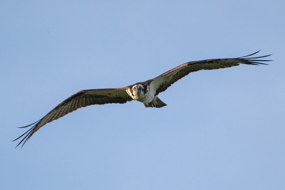 Скопа - ML646131754