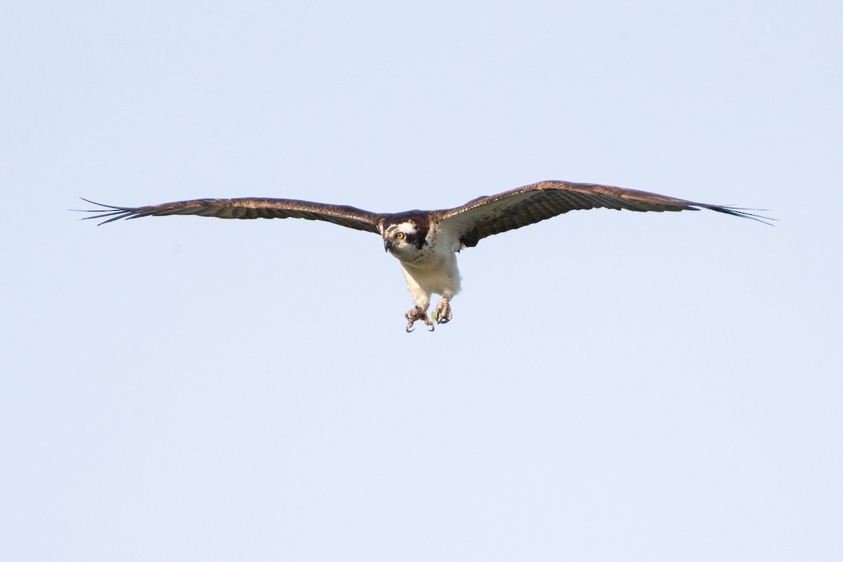 Скопа - ML646131755