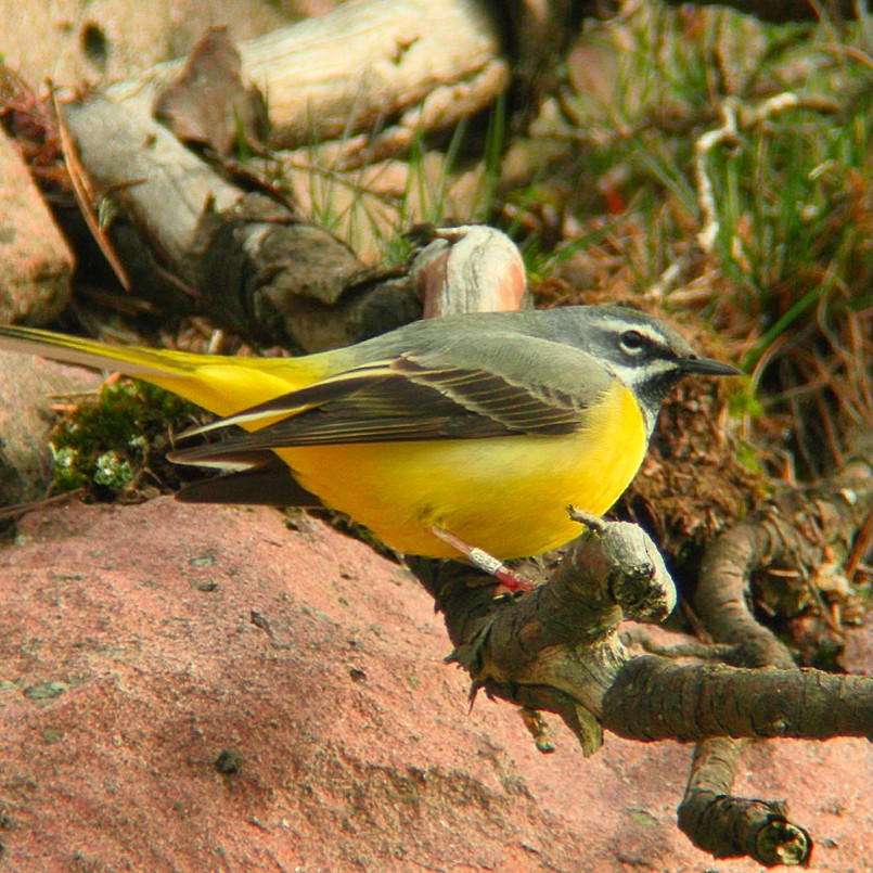 Горная трясогузка - ML646131756