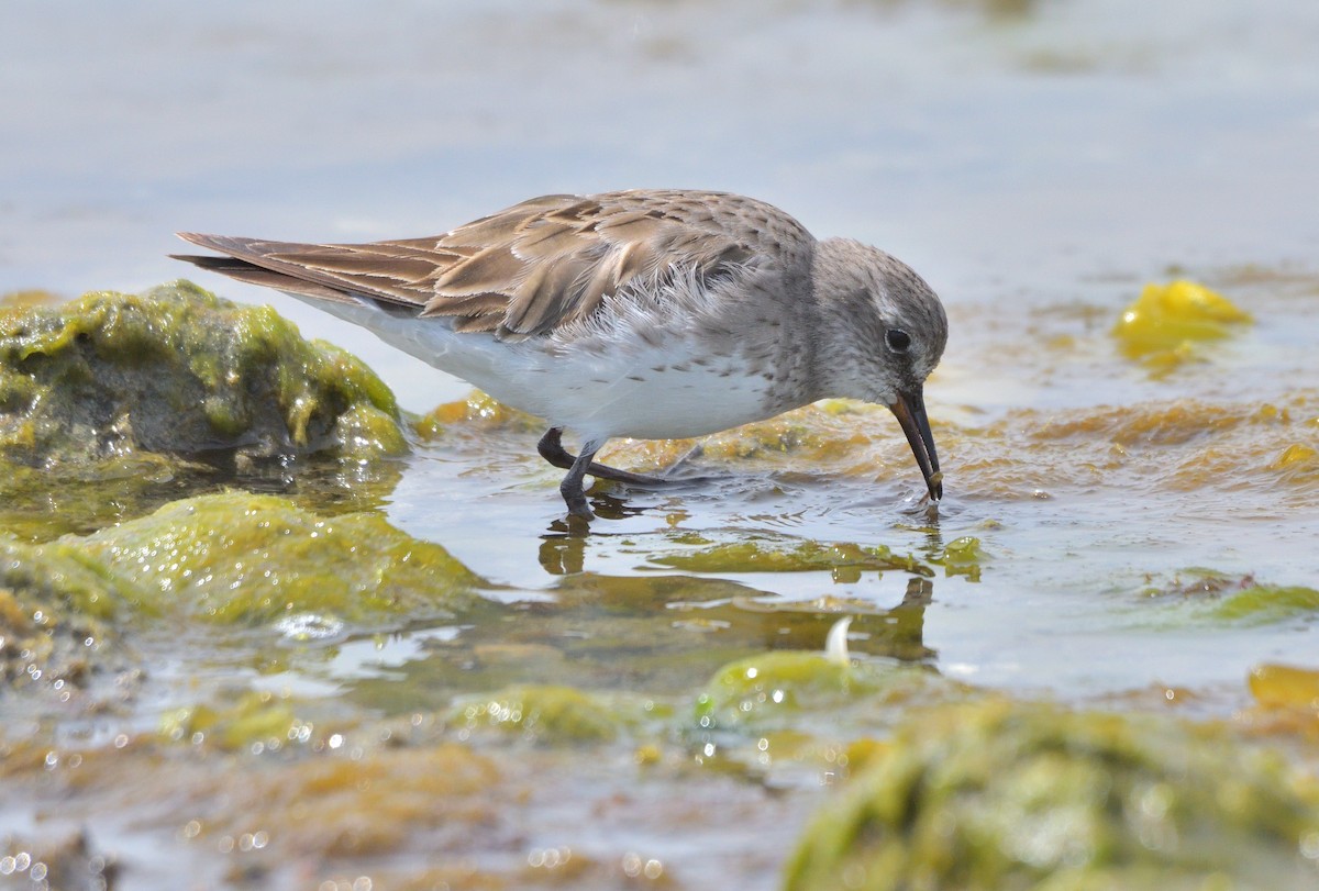 Бонапартов песочник - ML646131757