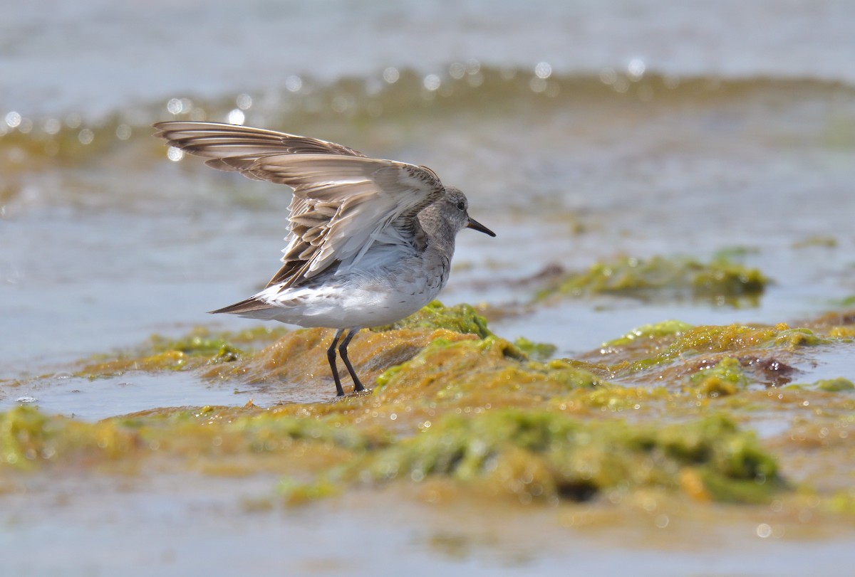 Бонапартов песочник - ML646131758