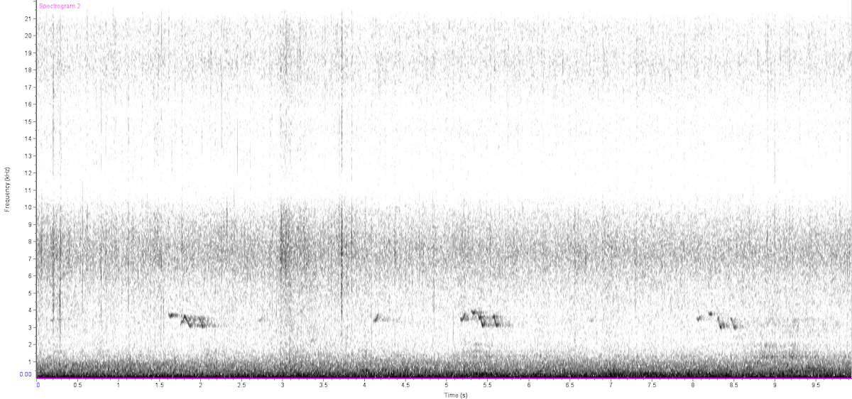 Щур - ML646131759