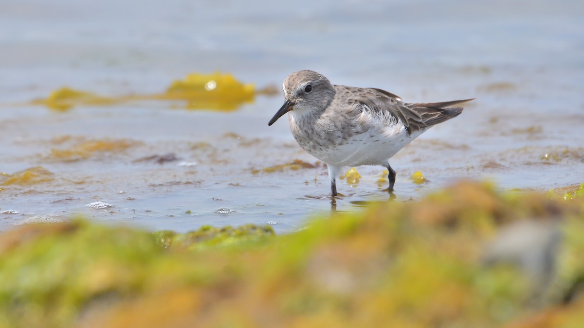 Бонапартов песочник - ML646131760