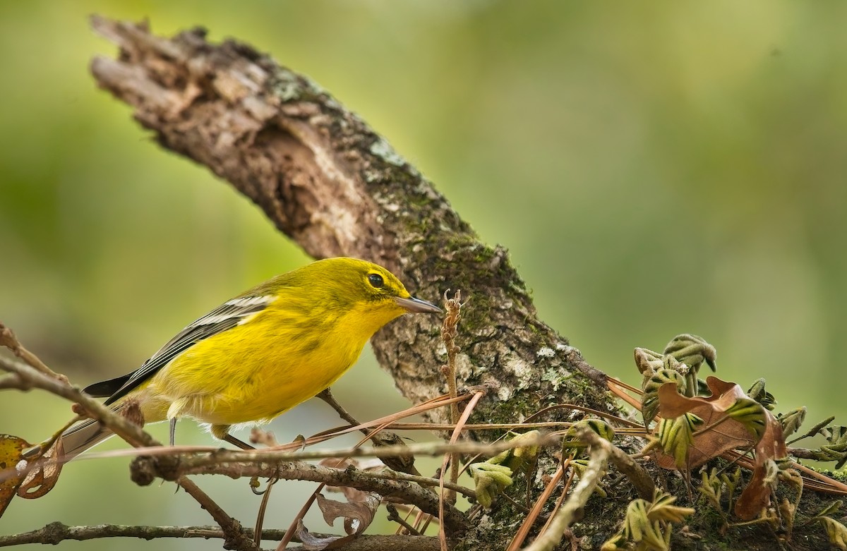 Сосновая древесница - ML646131761