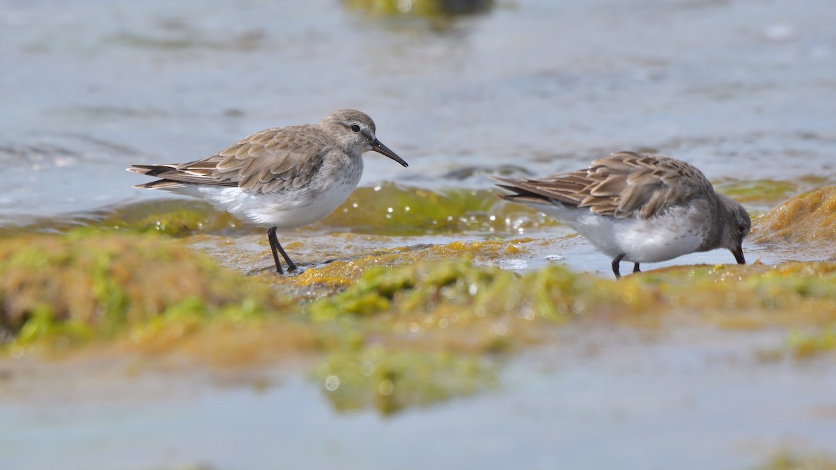 Бонапартов песочник - ML646131762