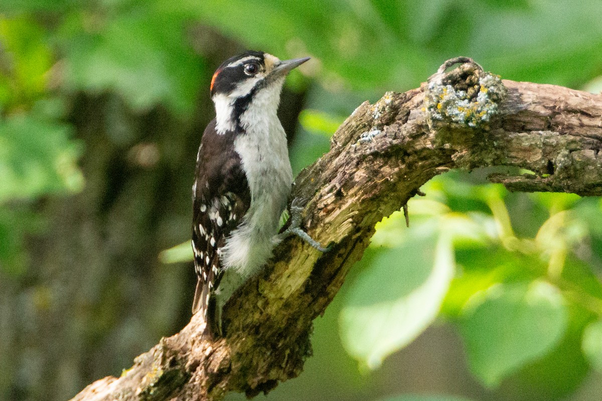 Пушистый дятел - ML646131763