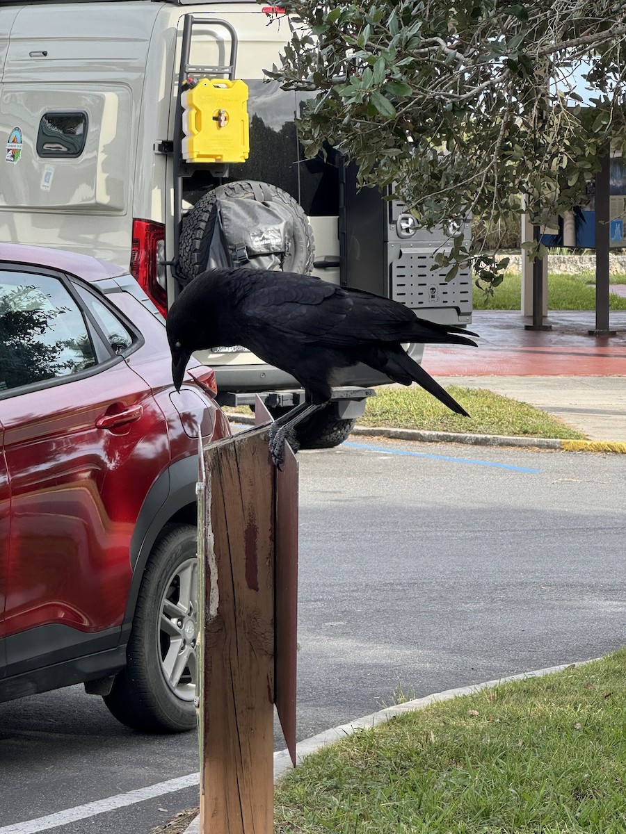 Американская ворона - ML646131764