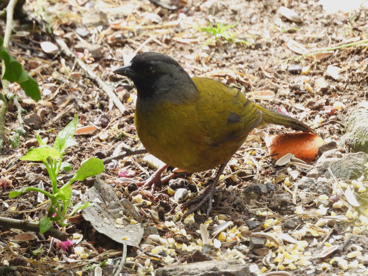 Большеногий тохи - ML646131765