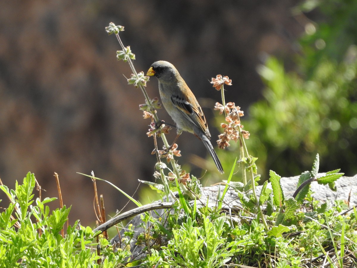 Пестрохвостый семеноед - ML646131766