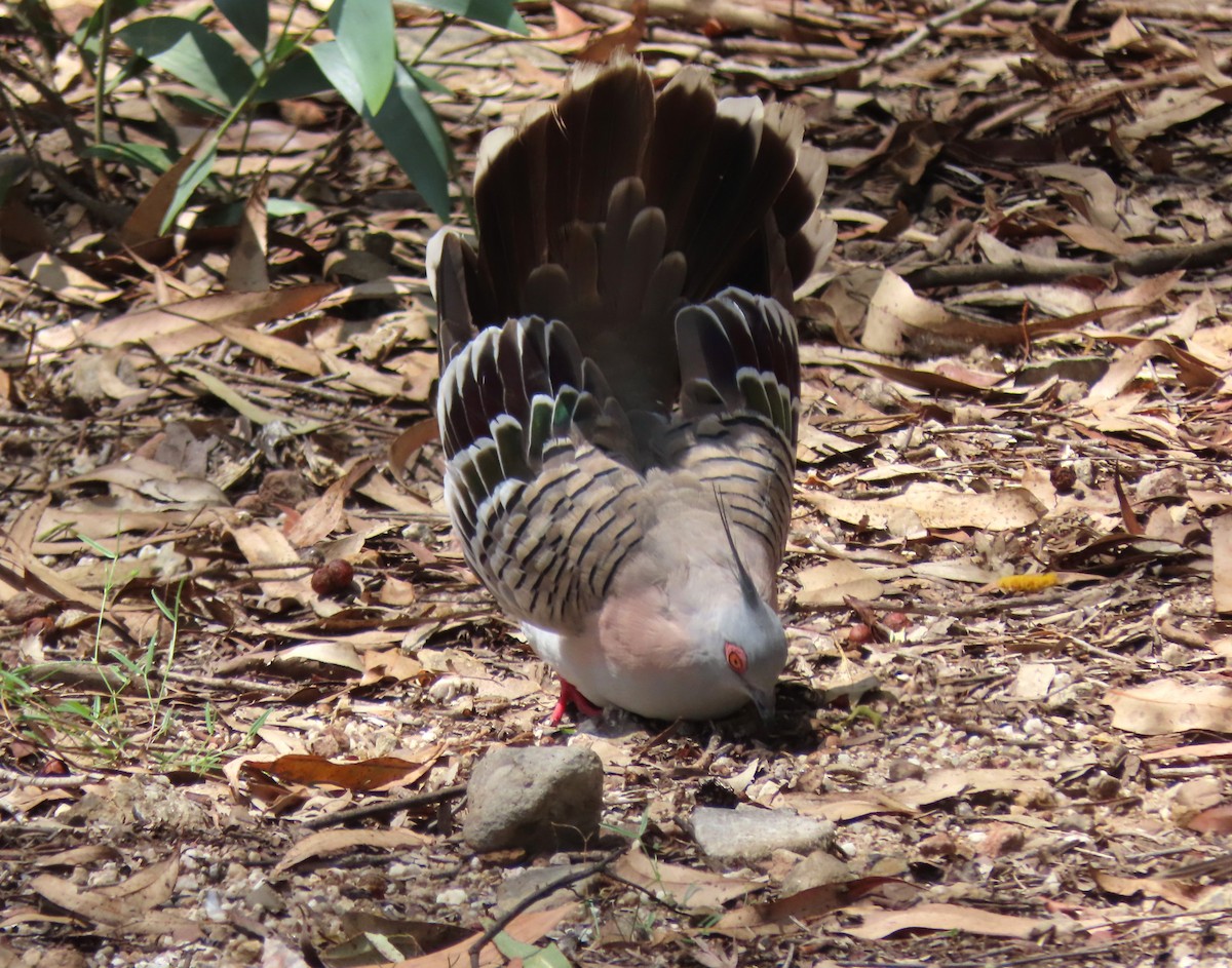 Хохлатый бронзовокрыл - ML646131767