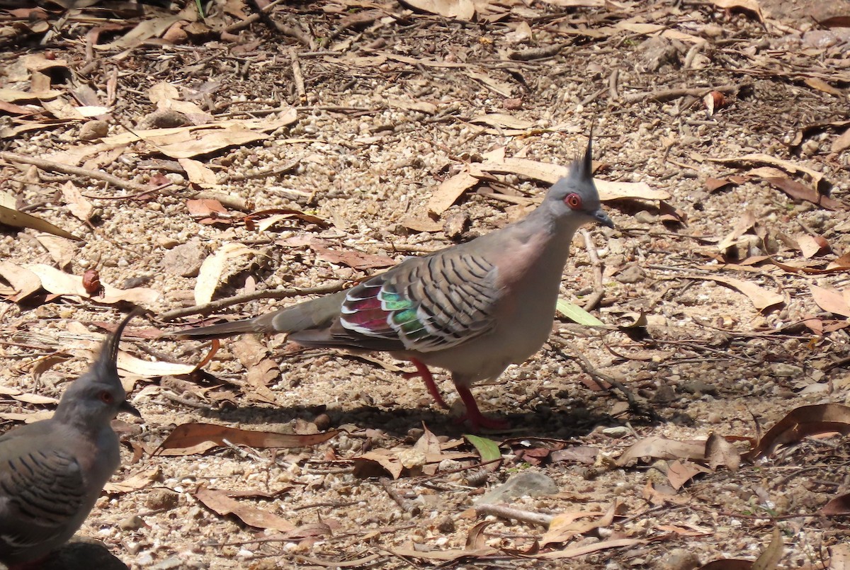 Хохлатый бронзовокрыл - ML646131768