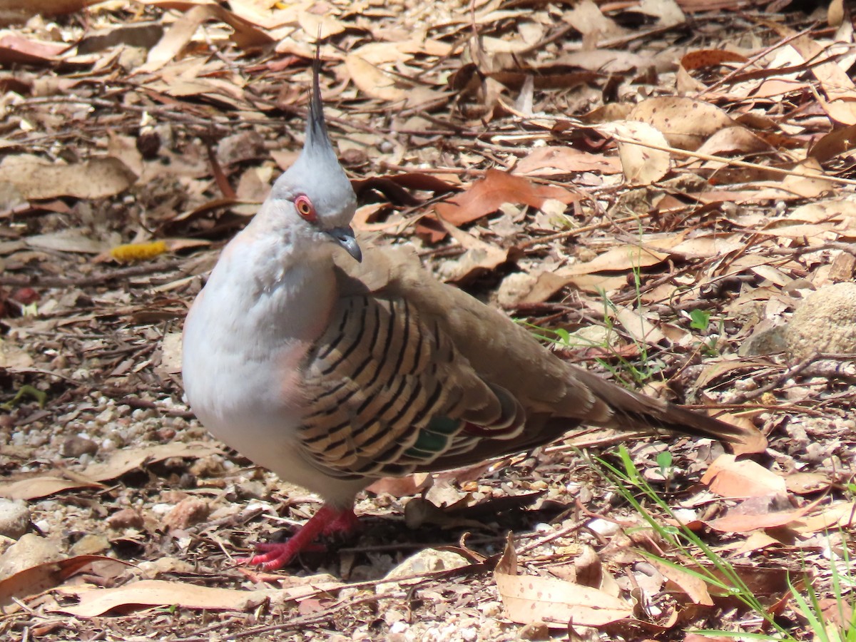 Хохлатый бронзовокрыл - ML646131769