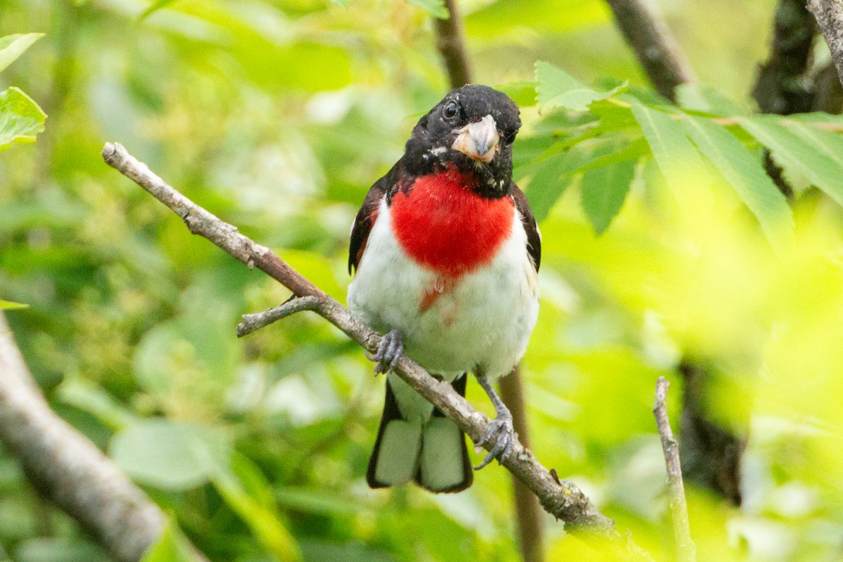 Розовогрудый толстонос - ML646131770