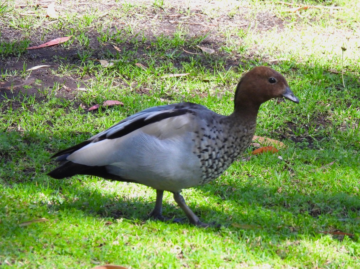 Гривистая утка - ML646131771