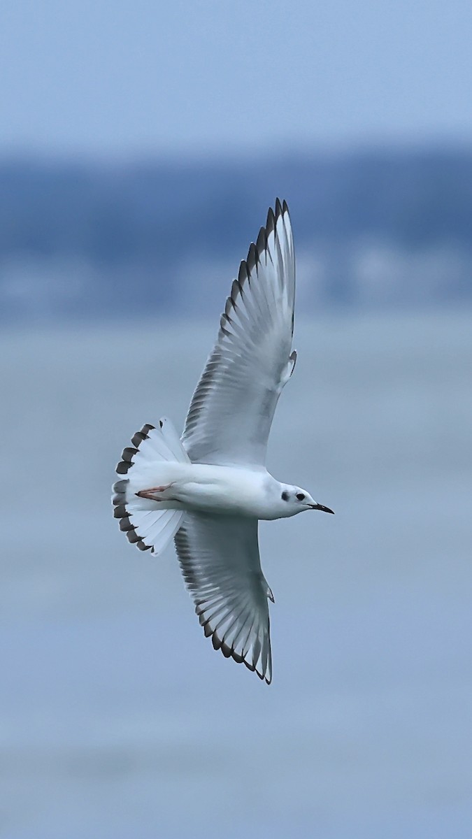 Бонапартова чайка - ML646131773