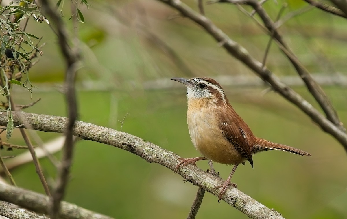 Каролинский крапивник - ML646131775