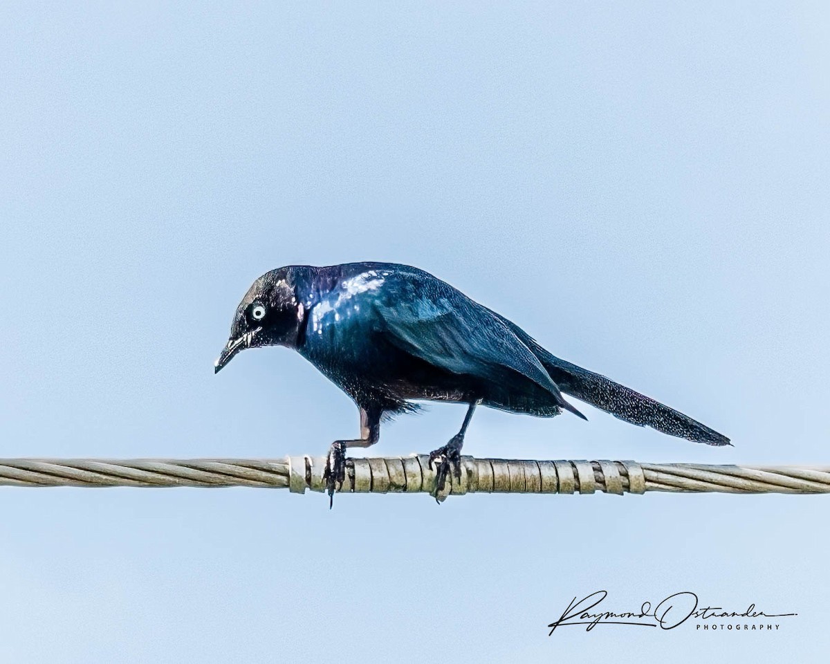 leskoptev proužkoocasá - ML646131783