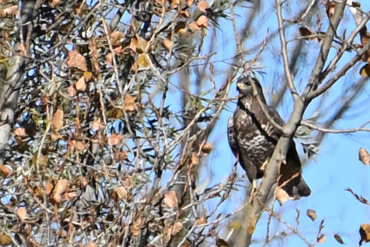 歐亞鵟 - ML646131788