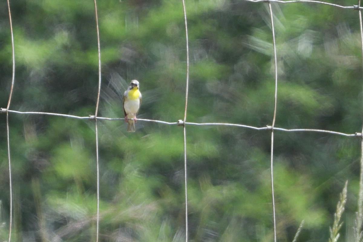 Lemon-breasted Seedeater - ML646131792