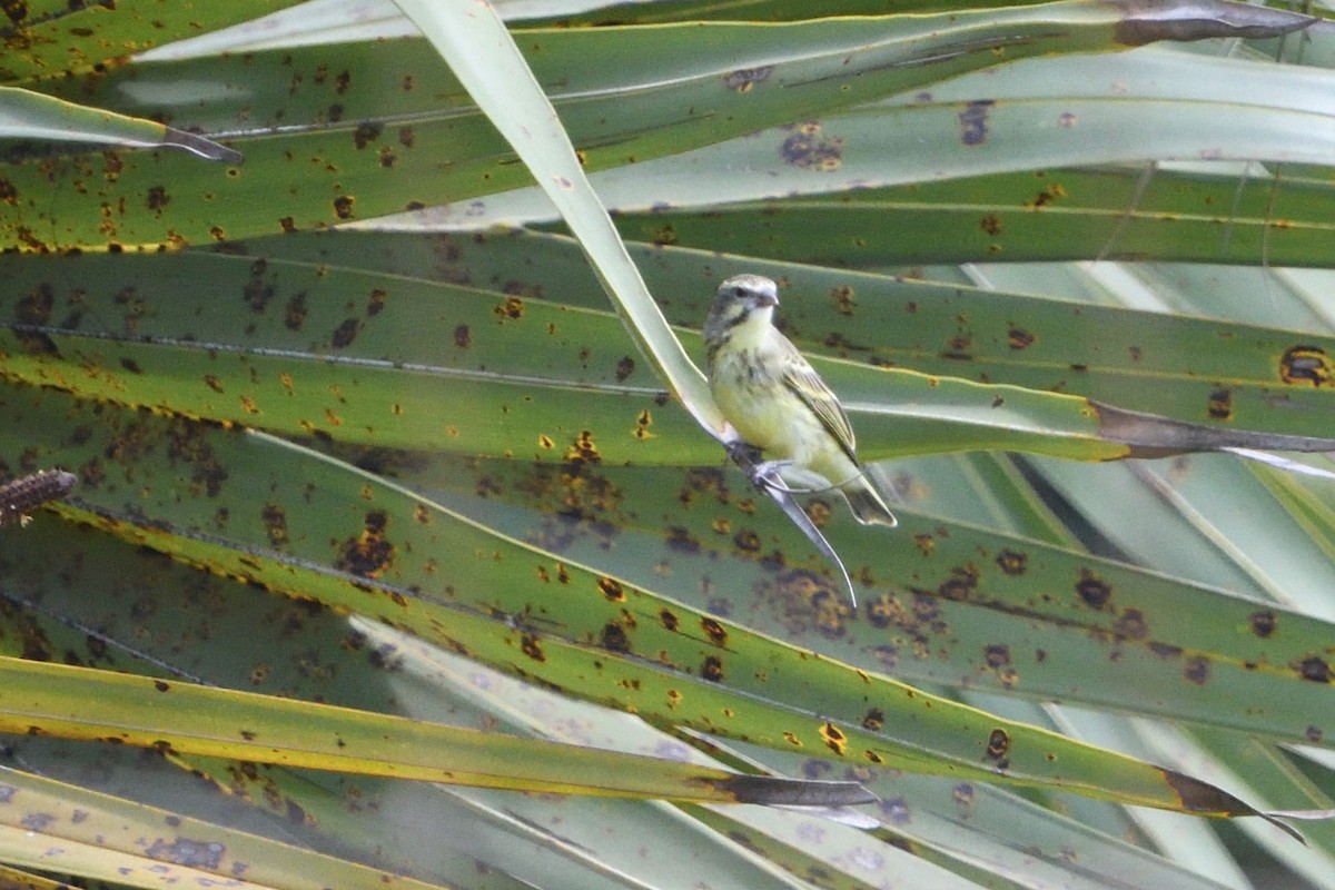 Lemon-breasted Seedeater - ML646131794