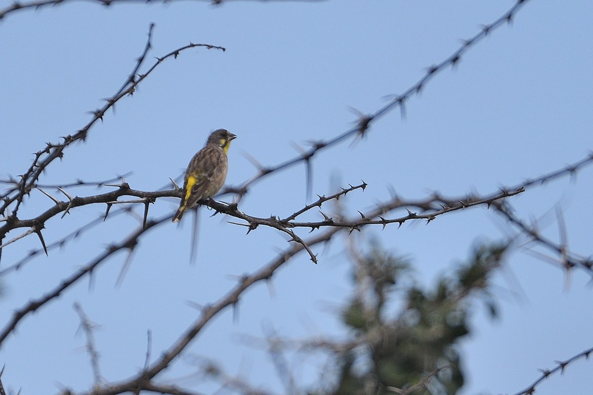 Lemon-breasted Seedeater - ML646131795
