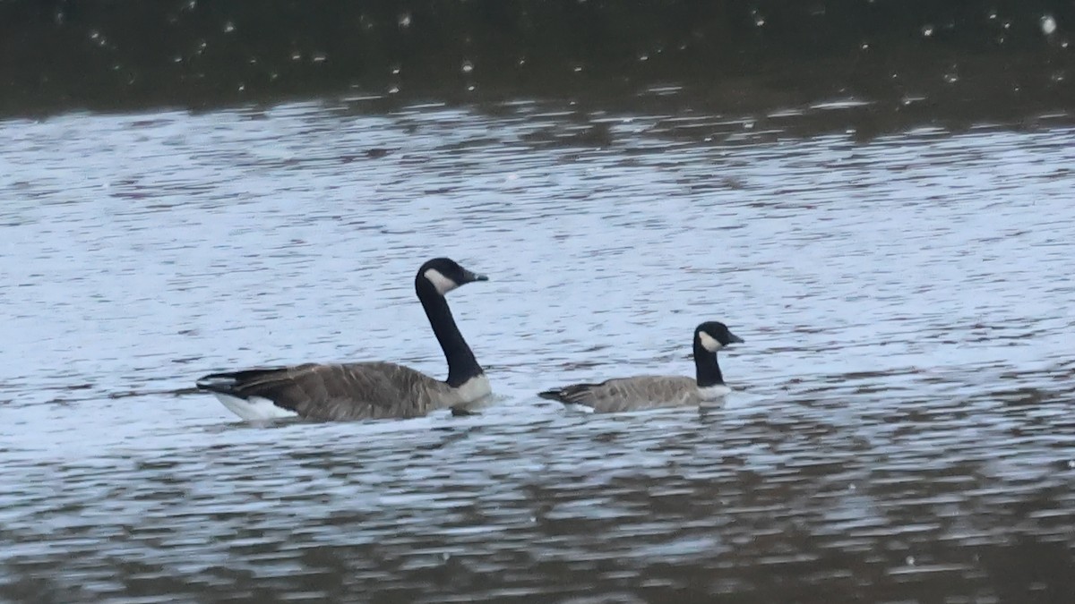 Cackling Goose - ML646131796