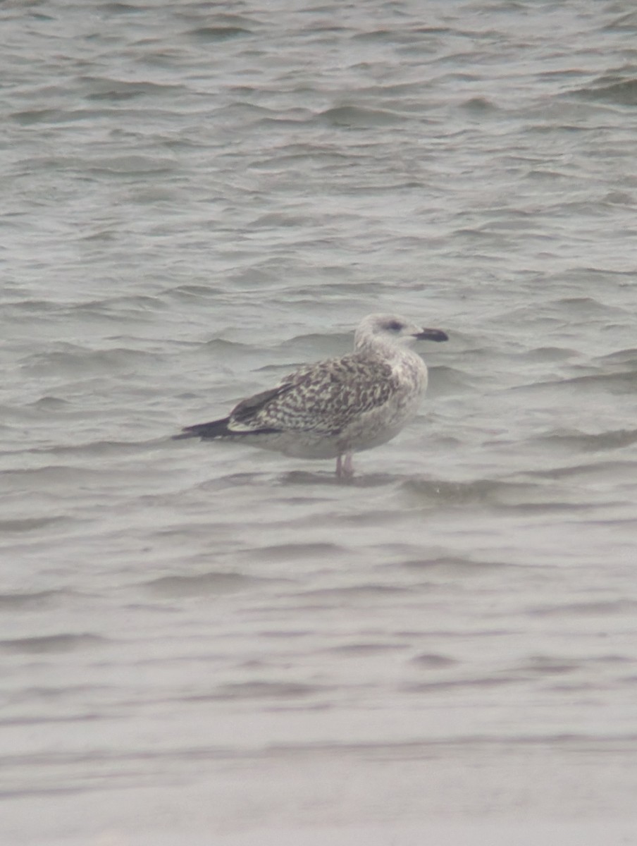 racek mořský - ML646131800