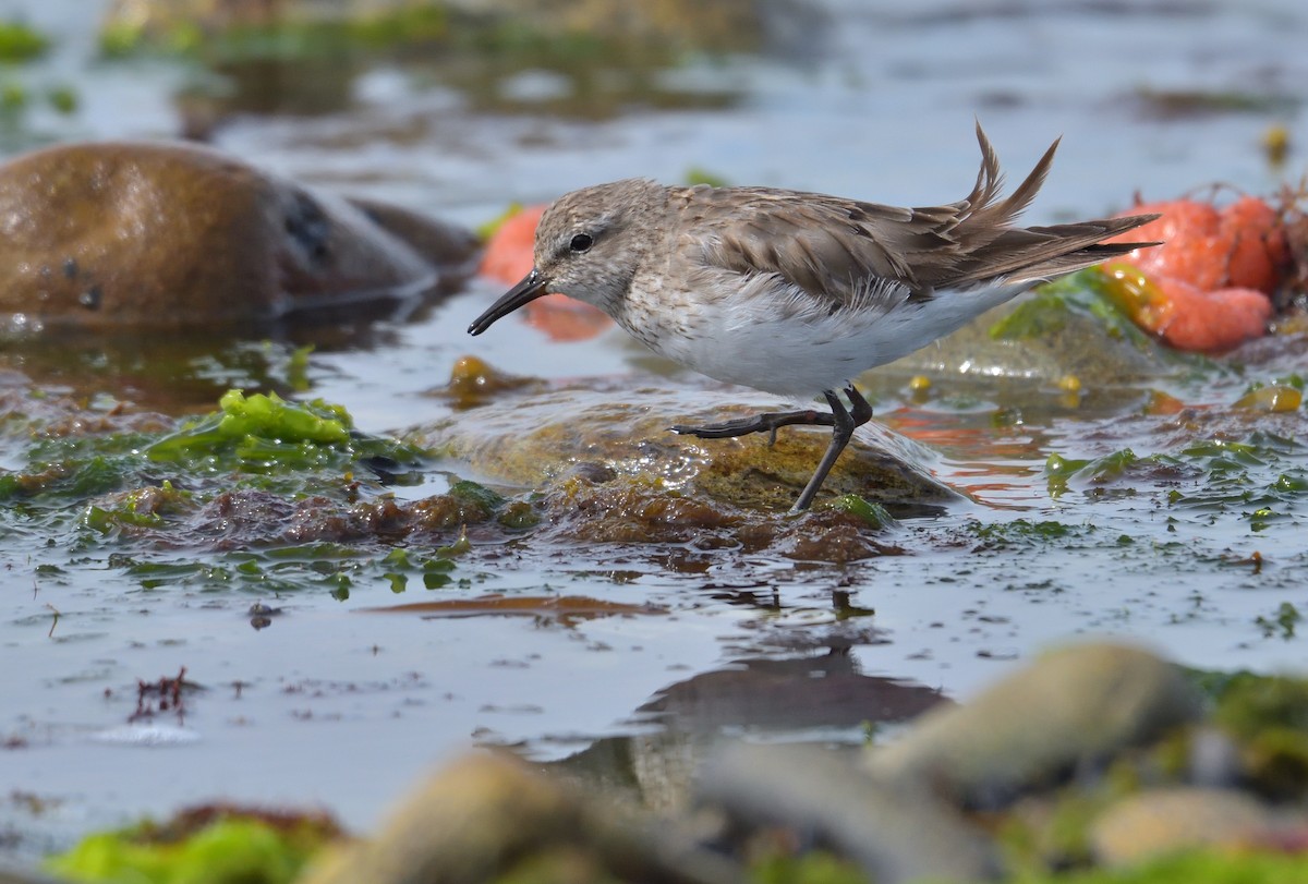 Бонапартов песочник - ML646131803