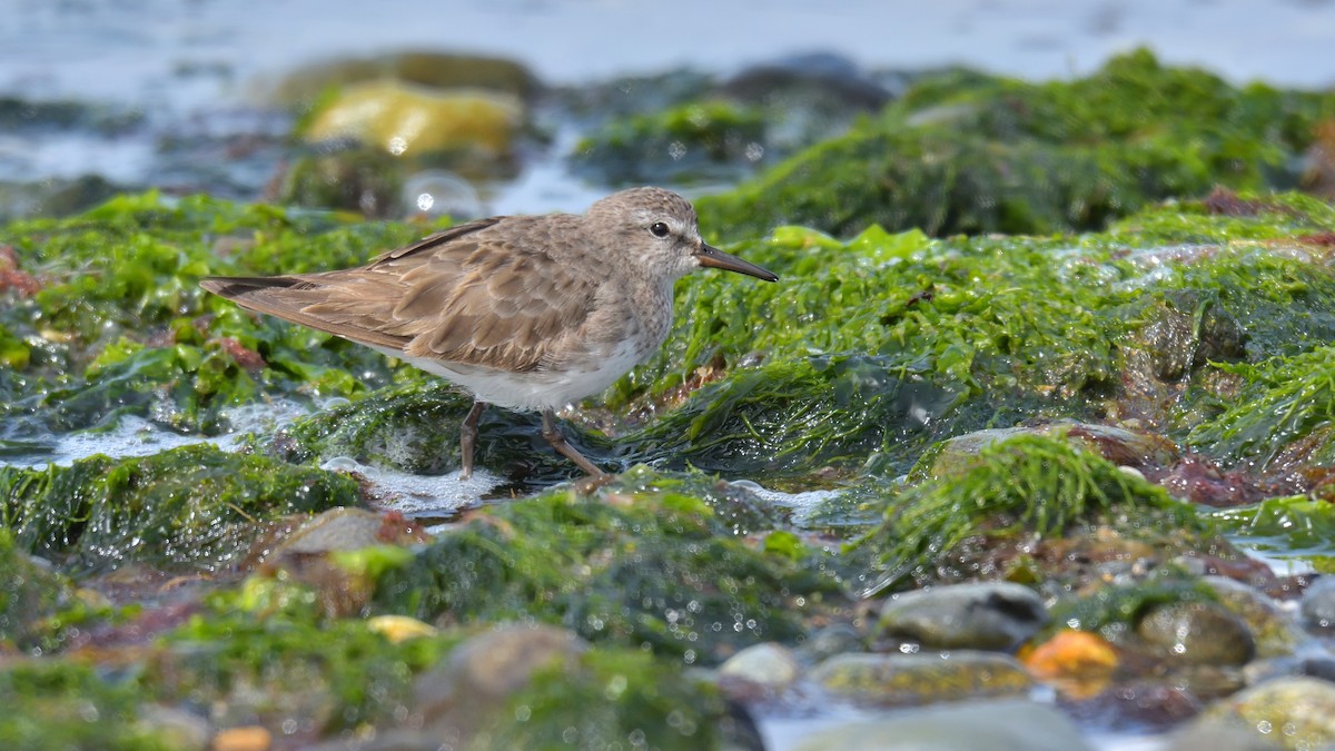 Бонапартов песочник - ML646131804