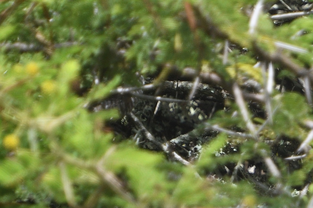 grønnvingeastrild - ML646131807