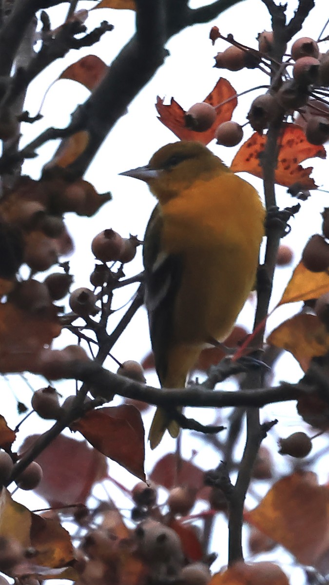 Baltimore Oriole - ML646131808