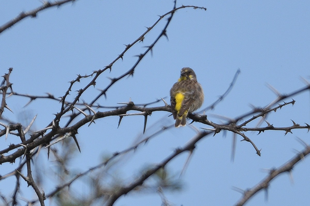 Lemon-breasted Seedeater - ML646131811