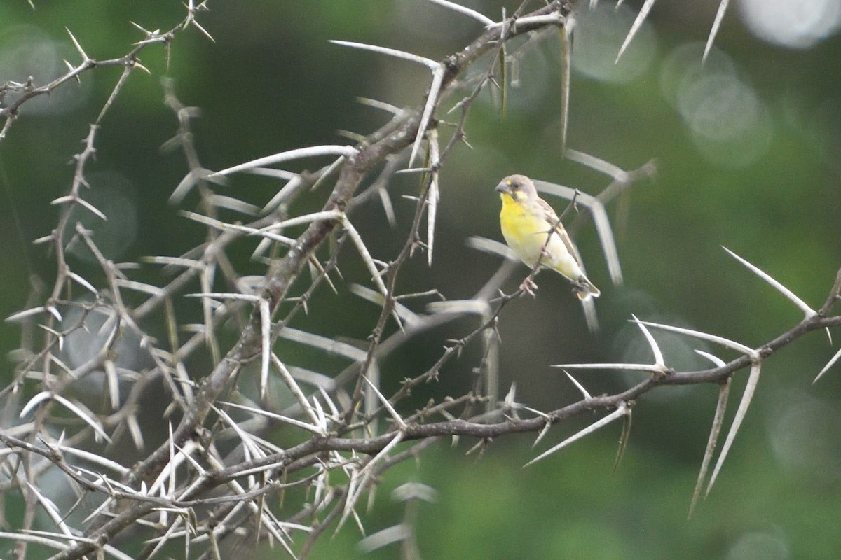 Lemon-breasted Seedeater - ML646131815