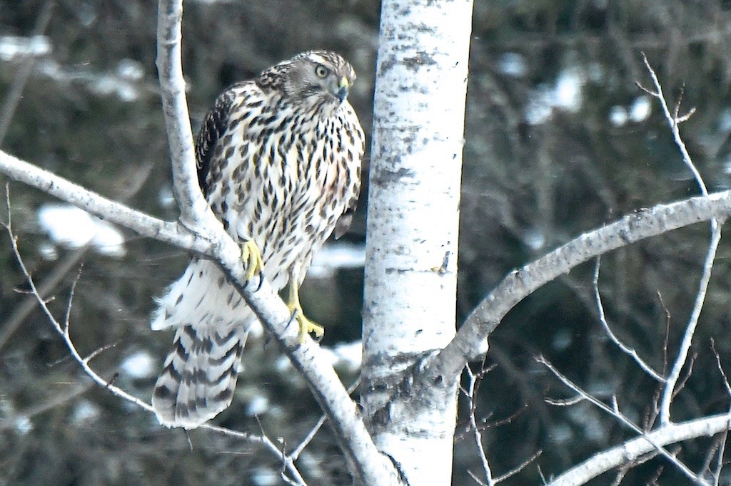 American Goshawk - ML646131816