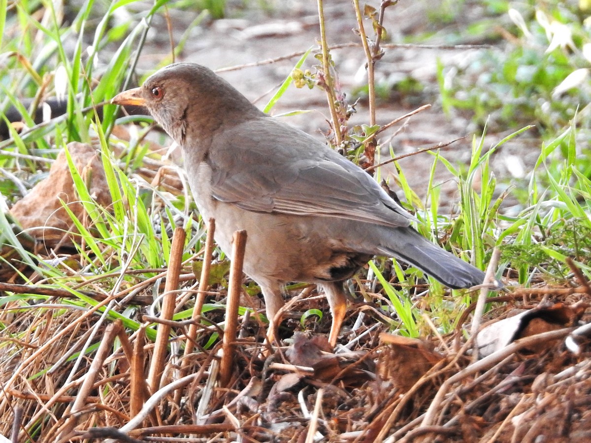 Chiguanco Thrush (chiguanco/conradi) - ML646131817