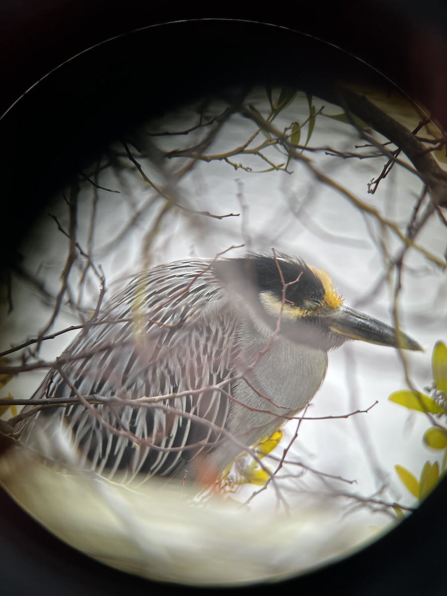 Yellow-crowned Night Heron - ML646131819