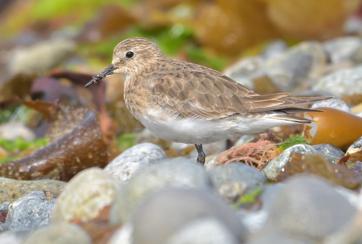 Baird's Sandpiper - ML646131820