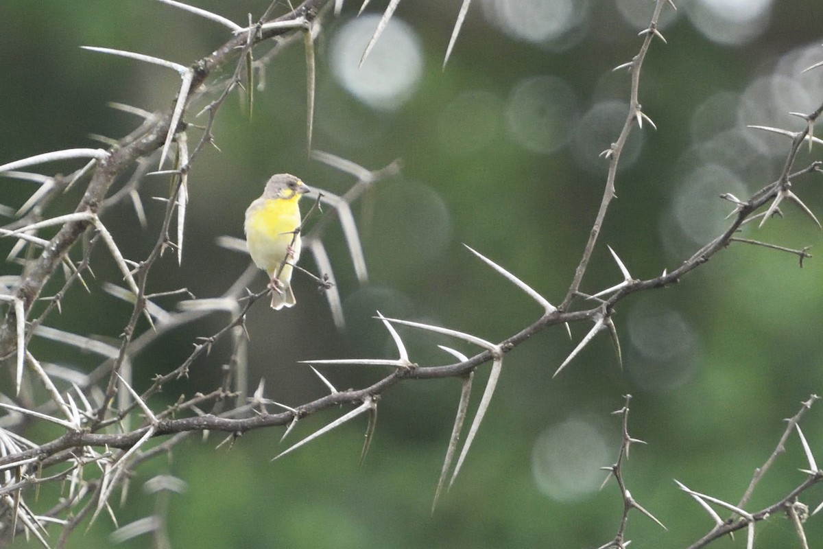 Lemon-breasted Seedeater - ML646131827