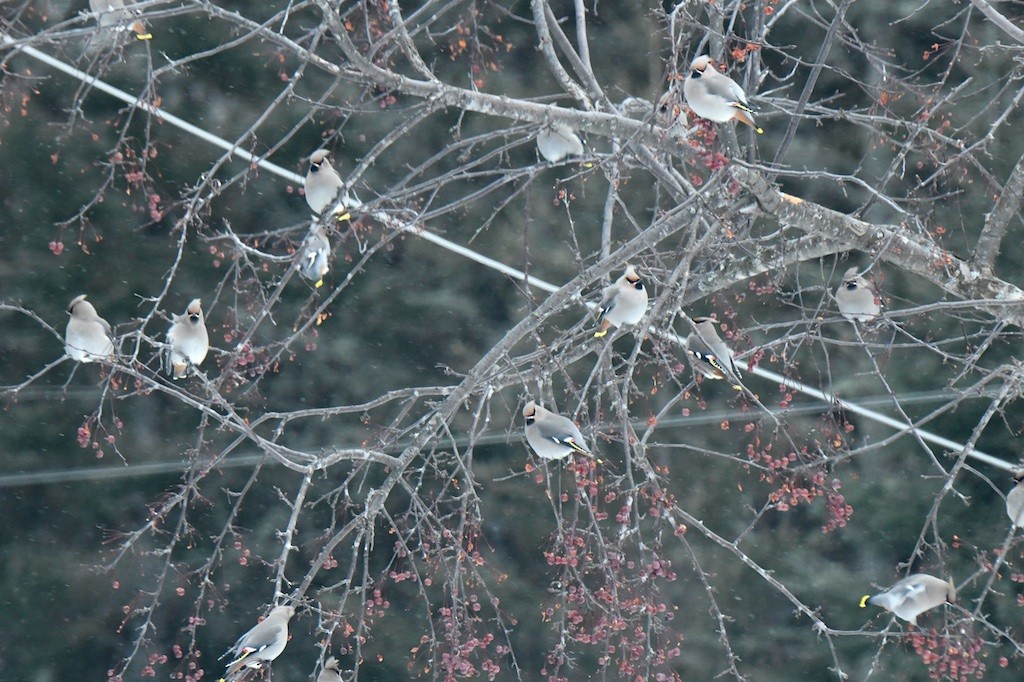 Seidenschwanz - ML646131834