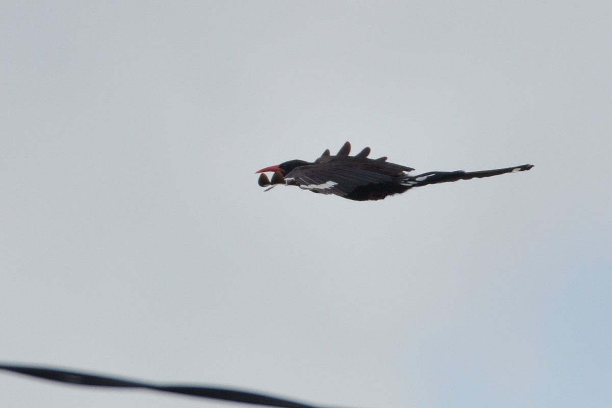 Grünbaumhopf - ML646131836