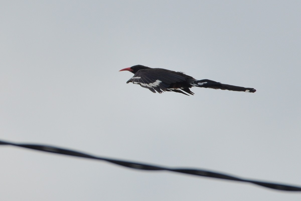 Grünbaumhopf - ML646131837