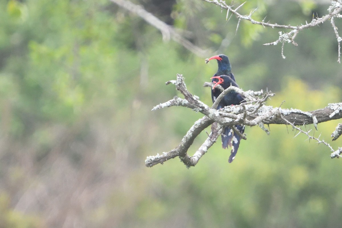 Grünbaumhopf - ML646131838