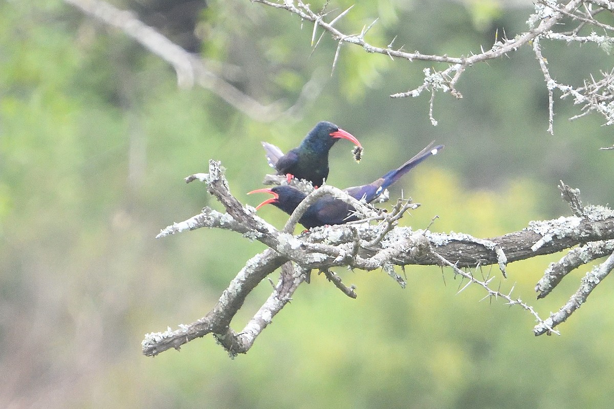 Grünbaumhopf - ML646131841