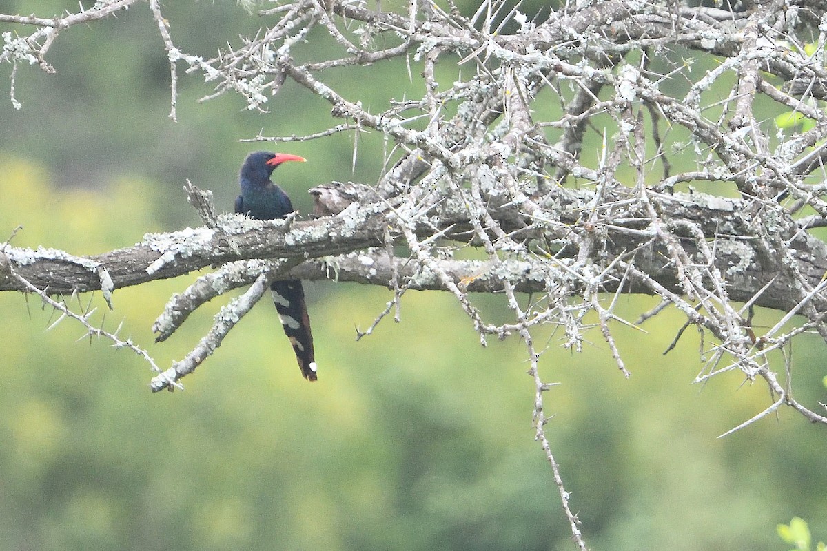 Grünbaumhopf - ML646131842