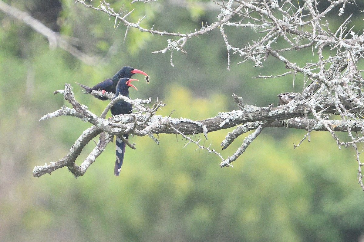 Grünbaumhopf - ML646131843